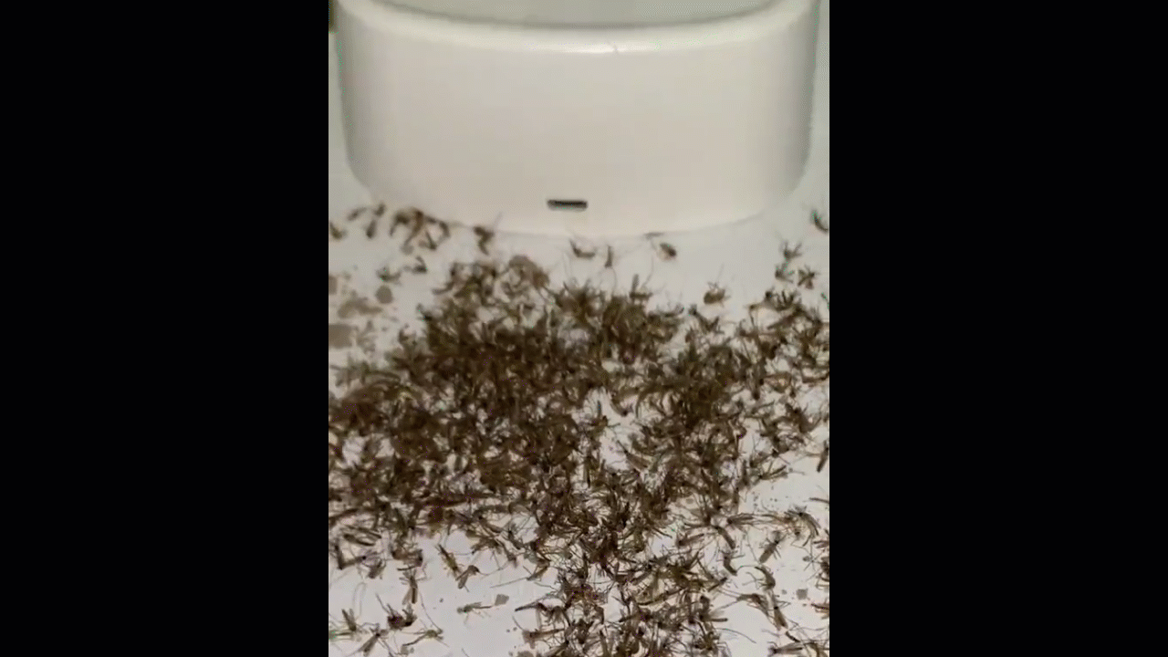 Raquette Electrique Anti-Moustique Rechargeable avec Lumière UV